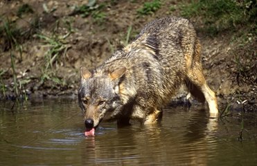 Eurasian Wolf drinking at the river Europe