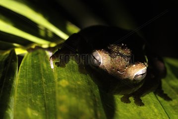Tree Frog resting on a palm leaf Tenorio National Park