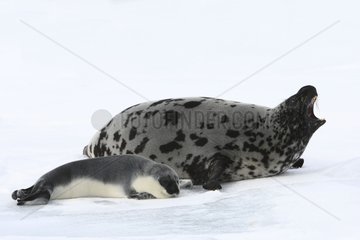 Hooded Seal female and -4 days old pup Madeleine Islands