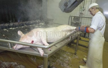 Beenden Sie nach der Verbrennung und Verbrennung von Schweinefleisch im Schlachthaus
