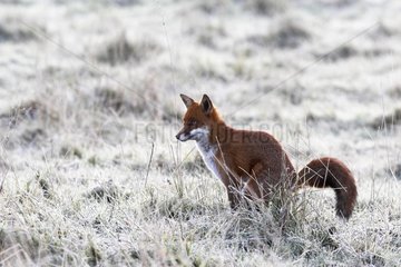 Red fox defecating in a frozen meadow in autumn GB