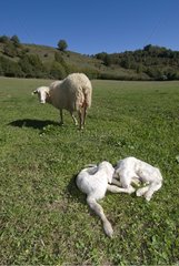 Sheep caring after her newborn lambs Spain