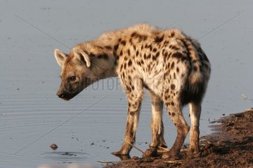 Speckte Hyänen am Rande des Wasserparks von Etosha