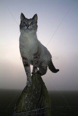 Weiblicher blauer Tabby Point Cat Crosed Samese Frankreich