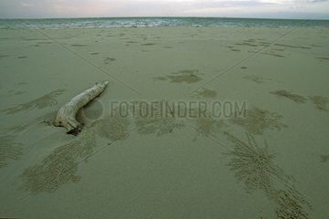 Boules de sable laissées par des Crabes mangeant