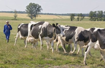 Prim'Holstein Cows brought back to farm for milking France