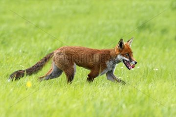 Red fox walking in a meadow Great Britain