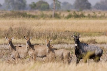 Group of Nilgai in a field in Bardia NP Nepal