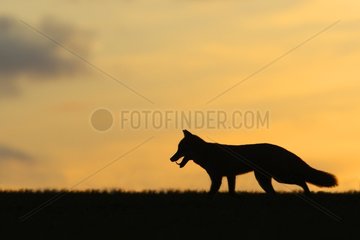 Silhouet of a Red fox at sunset in autumn GB