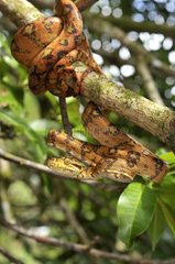Cook's tree boa around a branch French Guiana