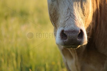 Snout of a 'Limousine' Cow in a meadow Normandie France