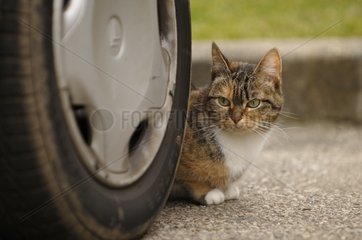 Cat behind a car wheel Yport France