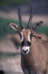 Portrait d'Antilope rouanne