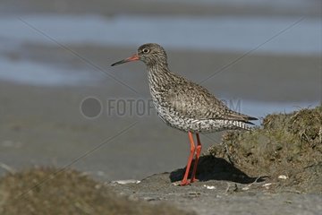 Redshank in bridal livery Holland