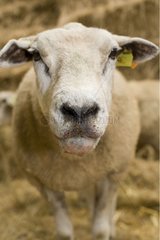 Portrait of a Sheep suffering from the Blue tongue disease