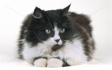 Schwarz -Weiß -Katzenporträt im Studio liegt