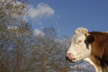 SIMENTAL Kuh leckt die Aveyron -Nasenlöcher