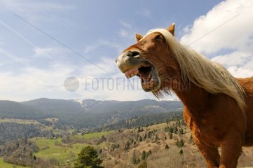 Ein Pferd Hennissant NP Ballons des Vosges