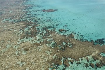 Coral reef of the western lagoon New Caledonia