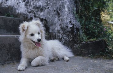 Hund liegt am Fuß einer indischen Treppe