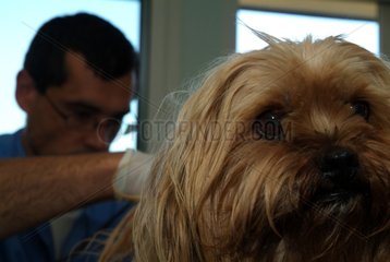 Veterinary surgeon auscultating the back train of a dog France