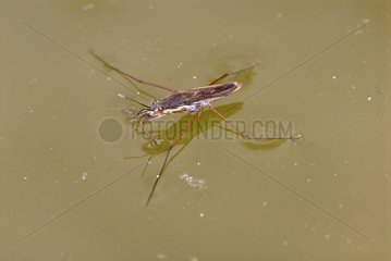 Water strider eating a prey on water