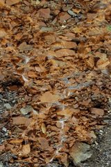 Eisenhaltige Materie färben den Boden eines Brook Canada