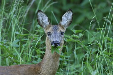 Hind Roe-deer eating foliage Vosges France