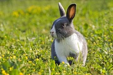 Rabbit dwarf in herbs in spring