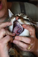 Mouth of a cat opened by his mistress