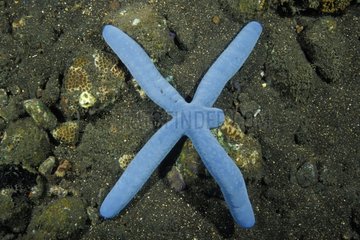 Blue Linckia Sea Star regeneriert seinen verlorenen Fifth Arm Bali