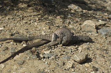 Great basin whiptail mating Panamint mountains USA