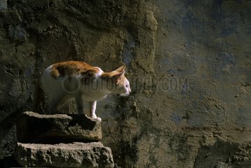 Cat observing on a stone India