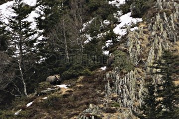 Pyrenean Bear female Hvala and bear cubs after hibernation