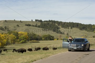 Bison Herden Custer State Park Black Hills South Dakota
