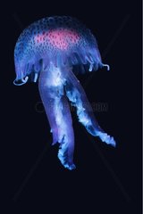 Mauve Stinger Jellyfish in the Mediterranean sea France