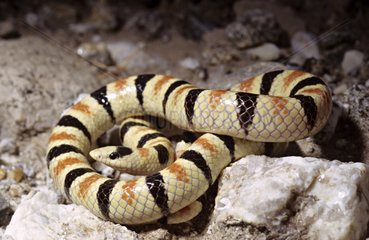 Western Shovel-nosed snake USA