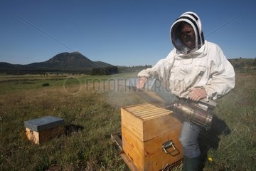 Beekeer smoking a hive at the foot of the Puy de Dome France