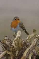 European robin on wood