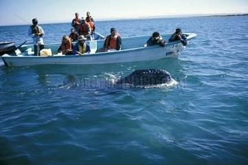Tourists in a boat observing a whale California