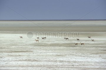 Herd of Spingboks on the drained lake of Etosha Namibia