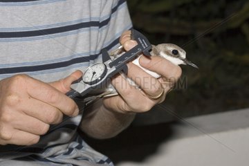 Ornithologist measuring Bird caught in net Watamu Kenya