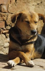 Porträt eines Hundes auf den Boden gegen eine Wand Nepal gelegt