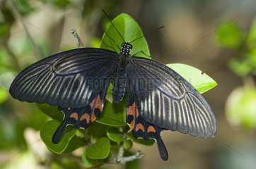 Black tropical butterfly on a branch Catalonia Spain