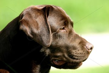 Portrait of Labrador Retriever maroon