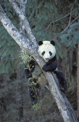 Grand panda dans un arbre Wolong Chine