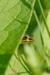 Portrait of a frog hidden behind a red leaf
