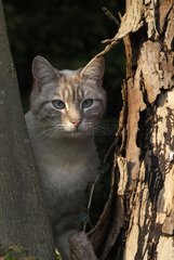 MÃ¤nnlicher blauer Tabby Point Cat Crosed Samese Frankreich