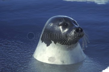 Female Harp Seal in water Canada