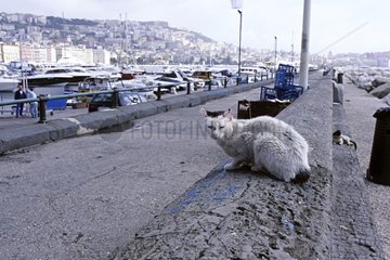 Male Cats on a wall in the port of Naples Italy
